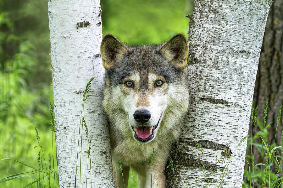 Wolf in the Birch Trees Photograph by Lindley Johnson