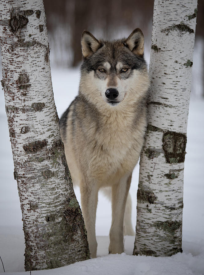 Wolf in the Birches by Kristie Burns Wolf in the Birches by Kristie Burns