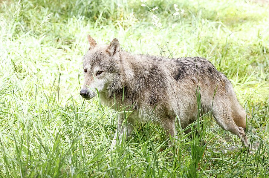 Wolf In The Grass Photograph by Athena Mckinzie - Pixels