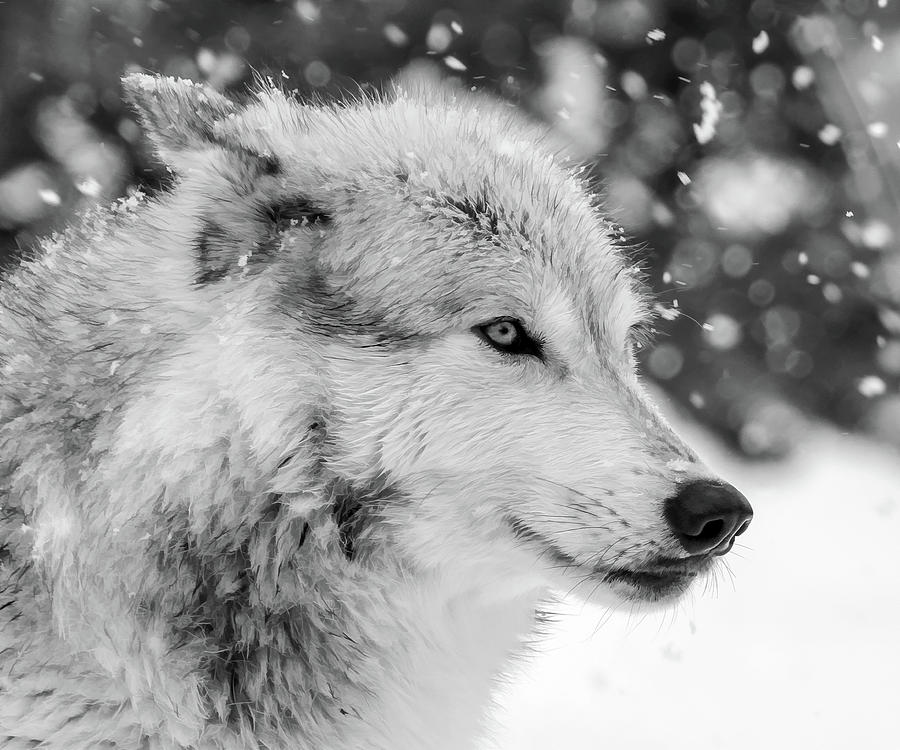 Wolf In The Snow Storm II Photograph