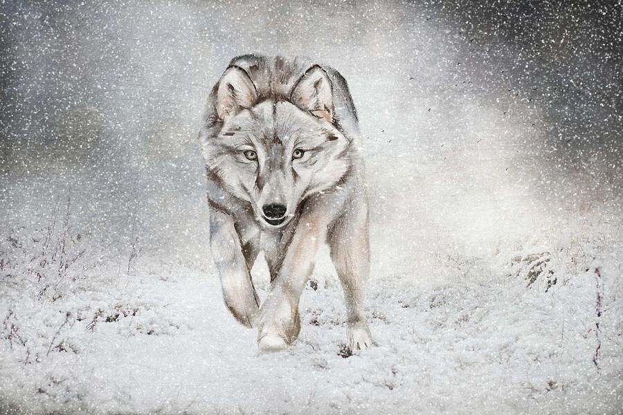 Wolf In The Snow Digital Art by TnBackroadsPhotos