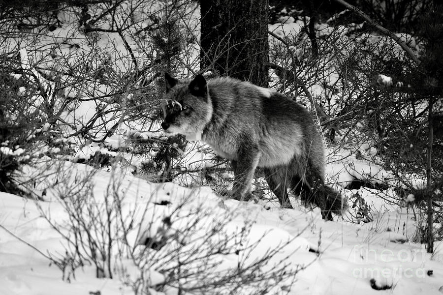 Wolf in the snow Photograph by Wilko van de Kamp Fine Photo Art