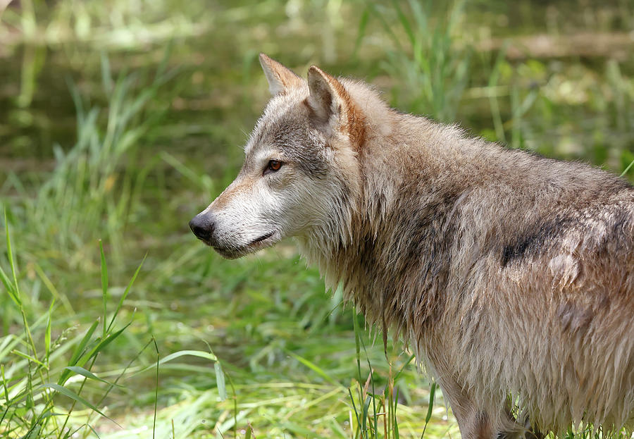 Wolf In Thought Photograph by Athena Mckinzie - Fine Art America