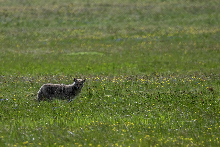 Wolf in Wildflowers Photograph by Dorothy Cunningham