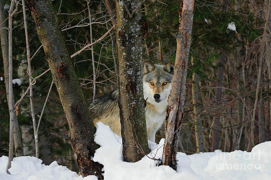 Wolf in winter woodland WV8986 Photograph by Mark Graf