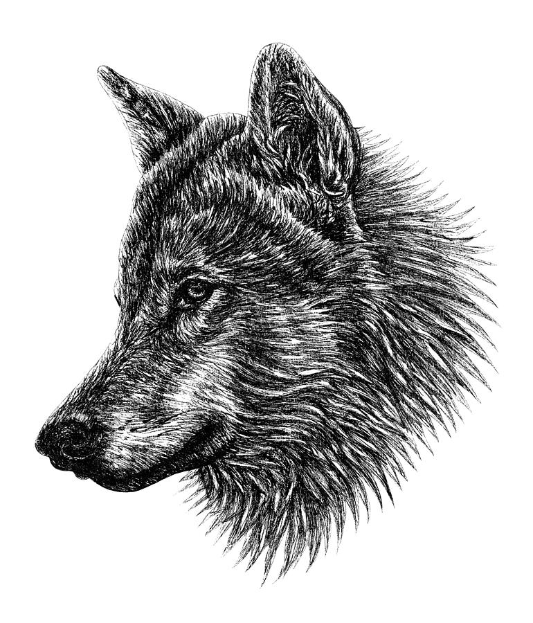 Wolf ink illustration portrait Drawing by Loren Dowding - Fine Art America