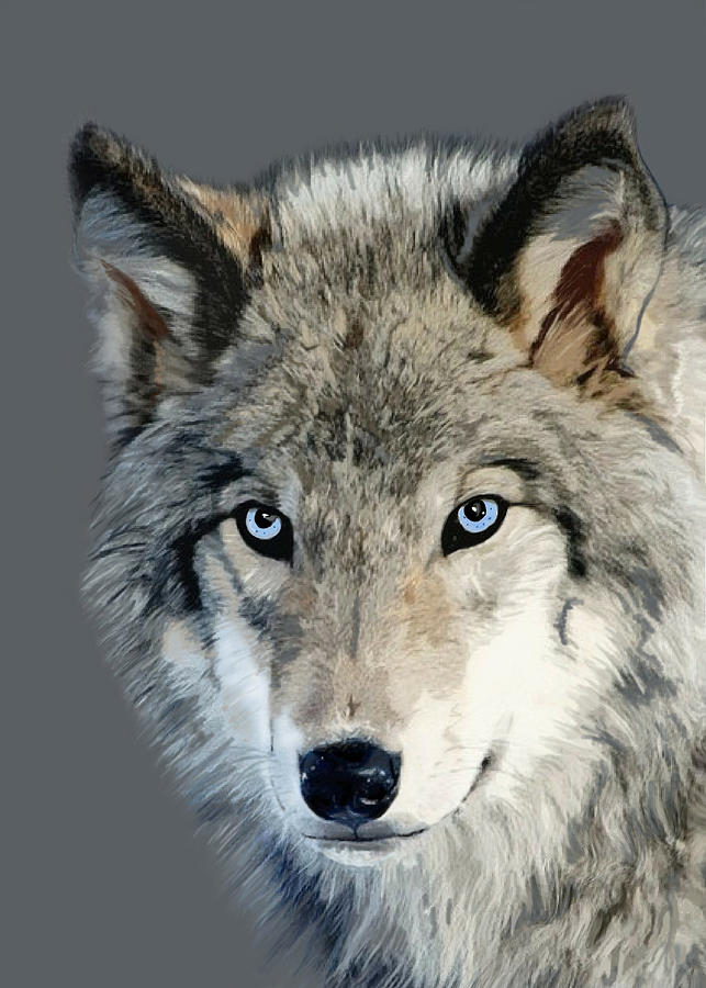 Wolf Mixed Media by Judy Link Cuddehe