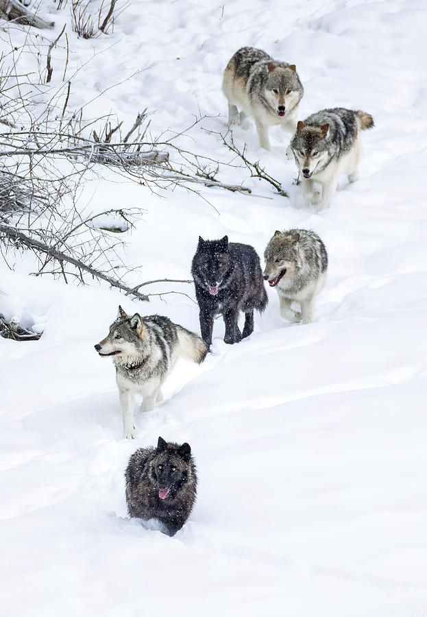 Wolf Line Photograph by Max Waugh