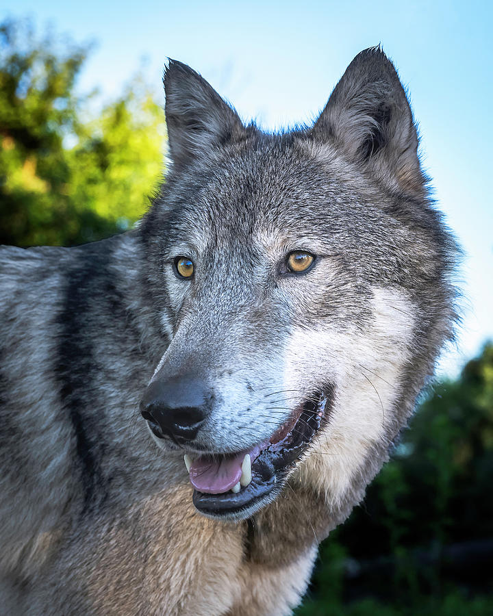 Wolf Look Photograph by Laura Hedien