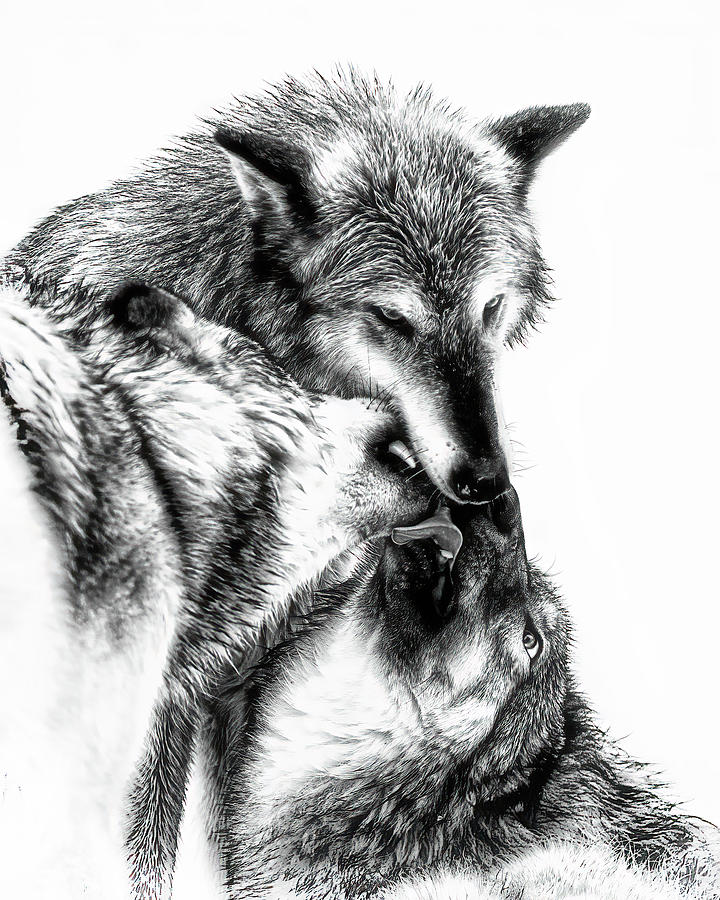 wolves in love