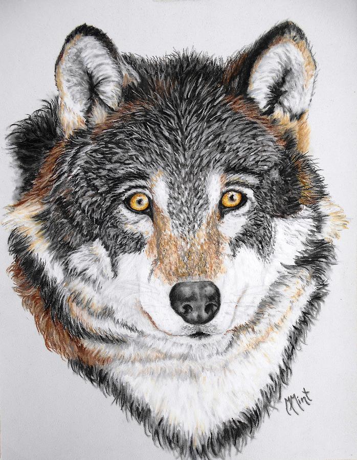 Wolf Pastel by Mary Mint - Fine Art America