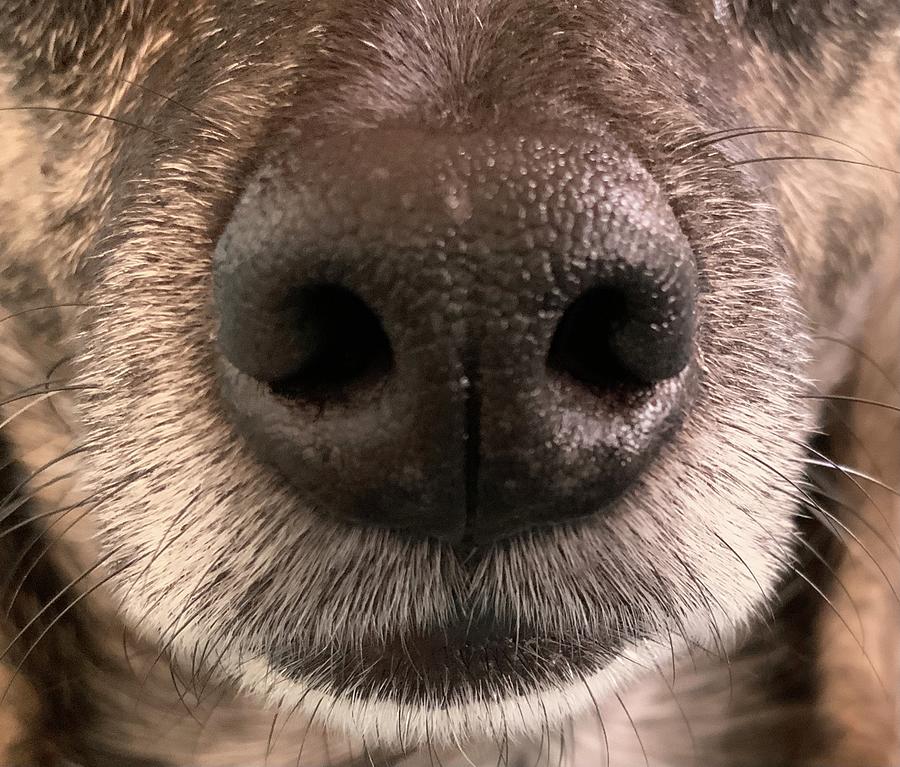 Wolf Nose Closeup Photograph by Pupcorn Pop - Fine Art America