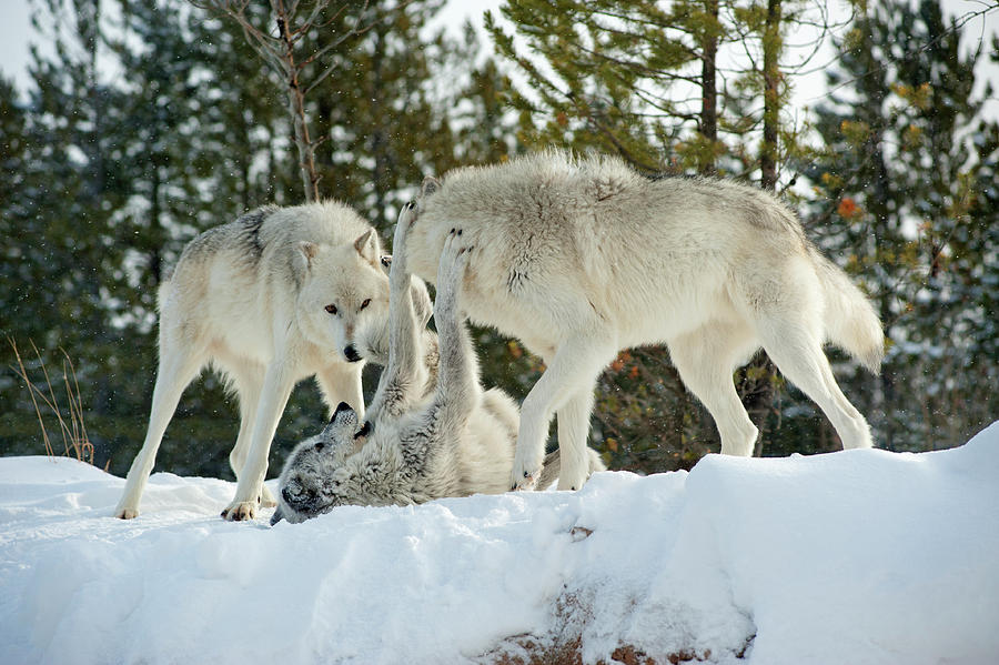 Wolf Pack 6 Photograph By Hugh Hargrave - Fine Art America