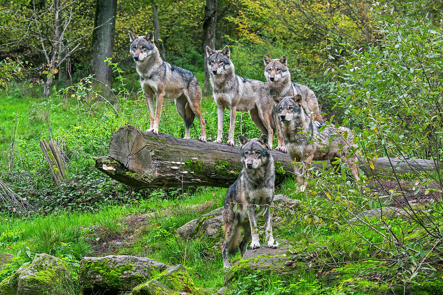 Wolf Pack in Woodland Photograph by Arterra Picture Library