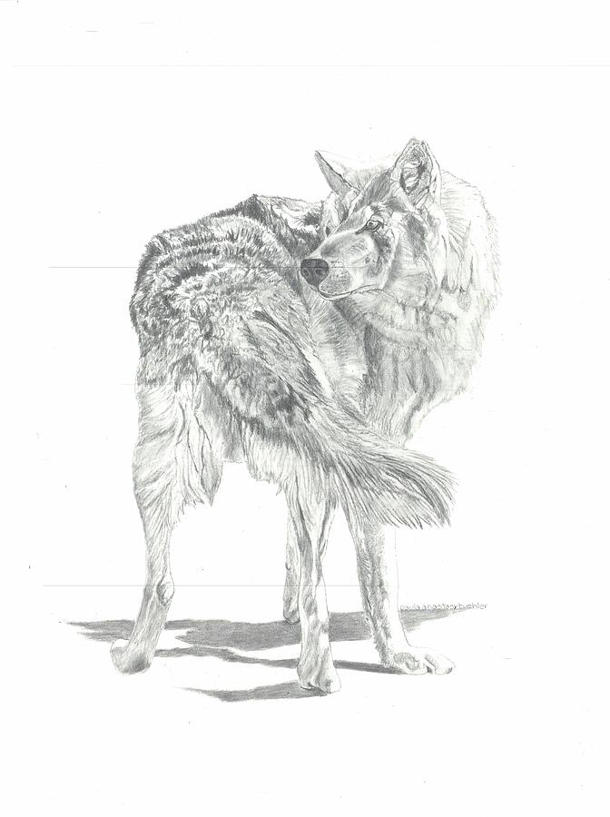 Wolf Drawing by Paula Anastasi-Buehler - Fine Art America