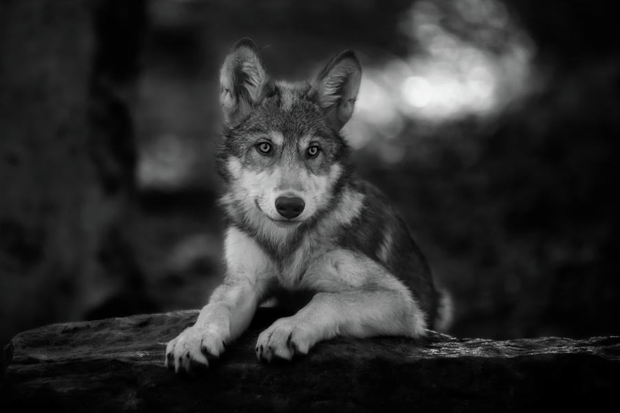 Wolf Portrait   Bw Photograph
