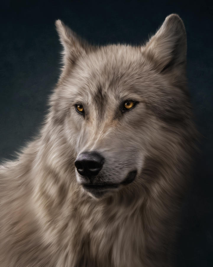 Wolf Portrait Digital Art by Corey McDonald - Pixels