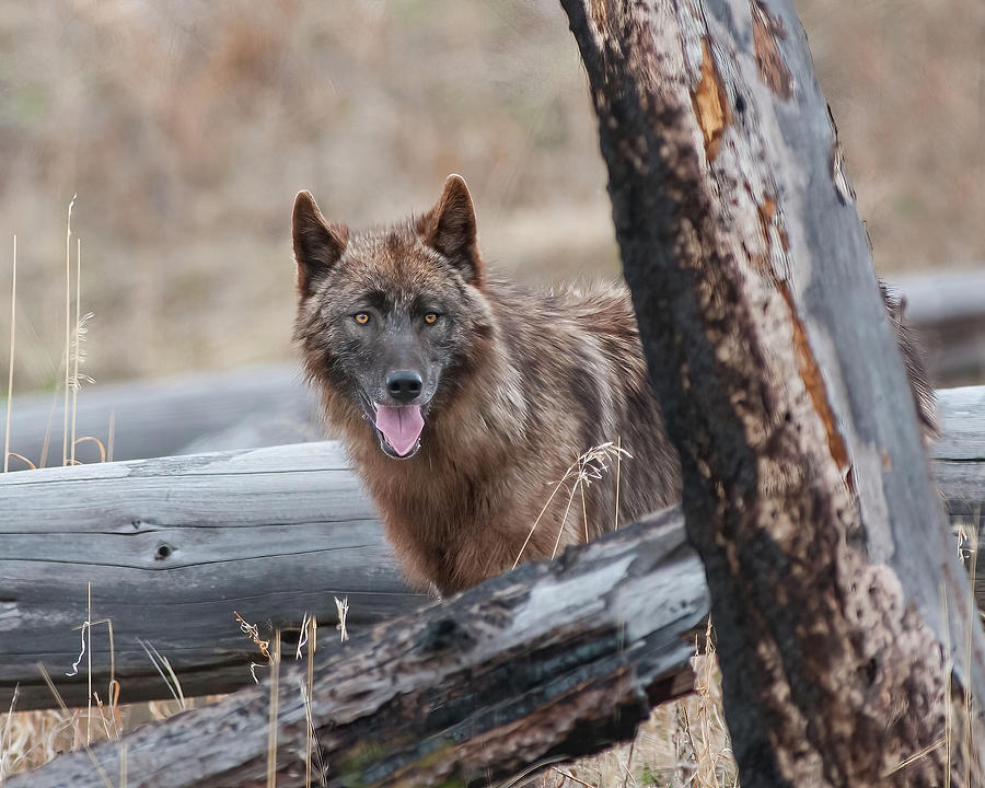 Wolf Portrait Photograph by CR Courson
