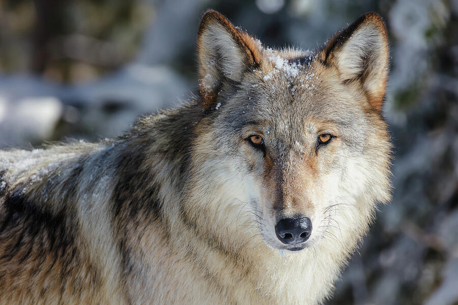 Wildlife Photograph - Wolf Portrait by Mango Art