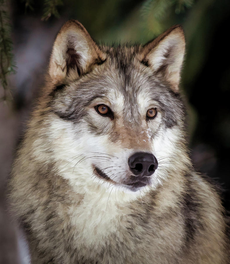 Wolf Portrait Painted Photograph