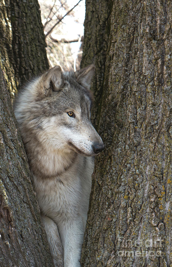 Wolf Pose Photograph by Shari Jardina