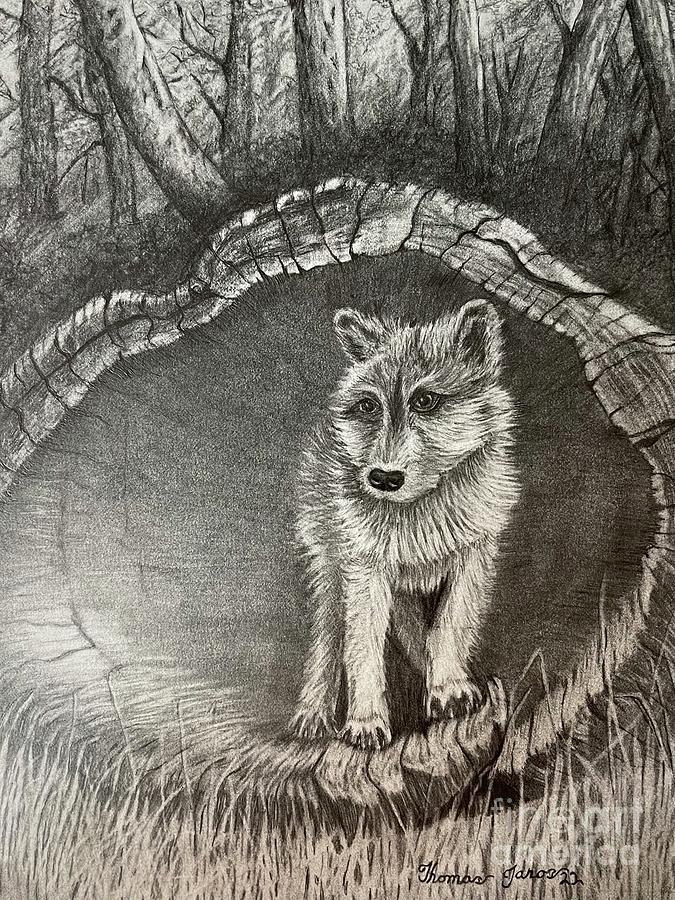 Wolf Pup  Drawing by Thomas Janos