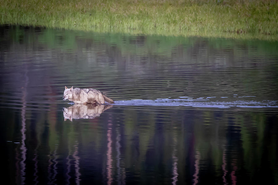 Wolf Reflection Photograph by Julie Argyle