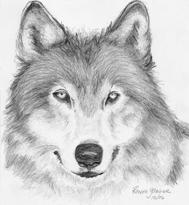 Wolf Drawing by Renee Camardo - Pixels