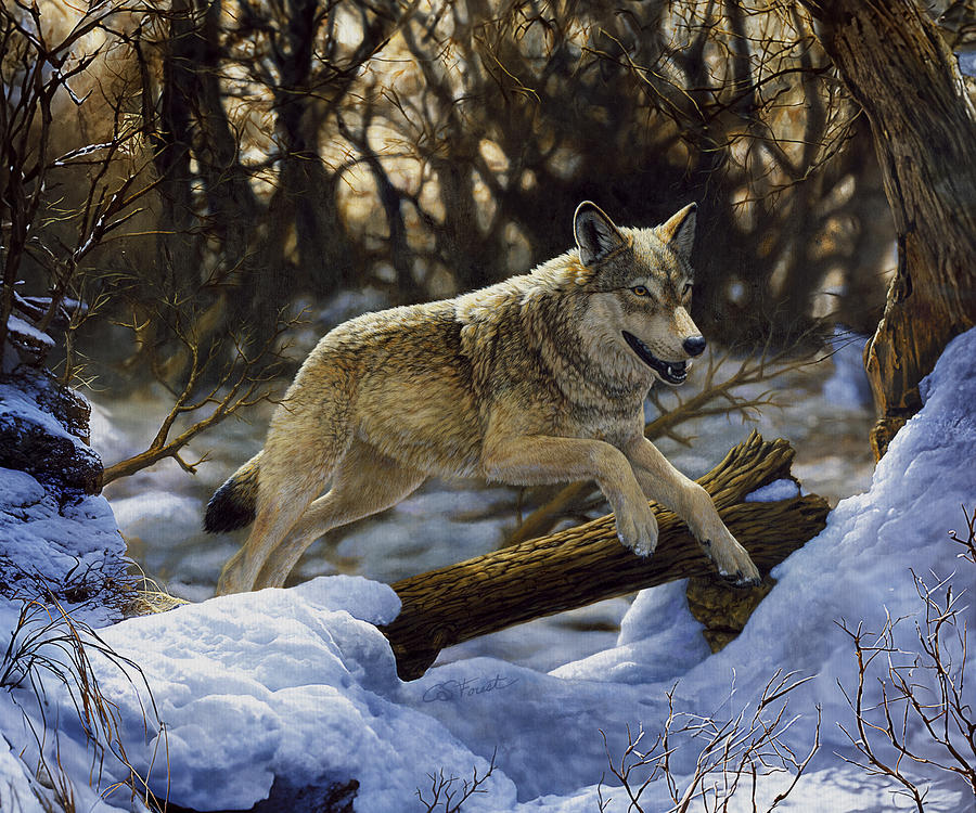 Wolves Painting - Wolf Running in the Snow by Crista Forest