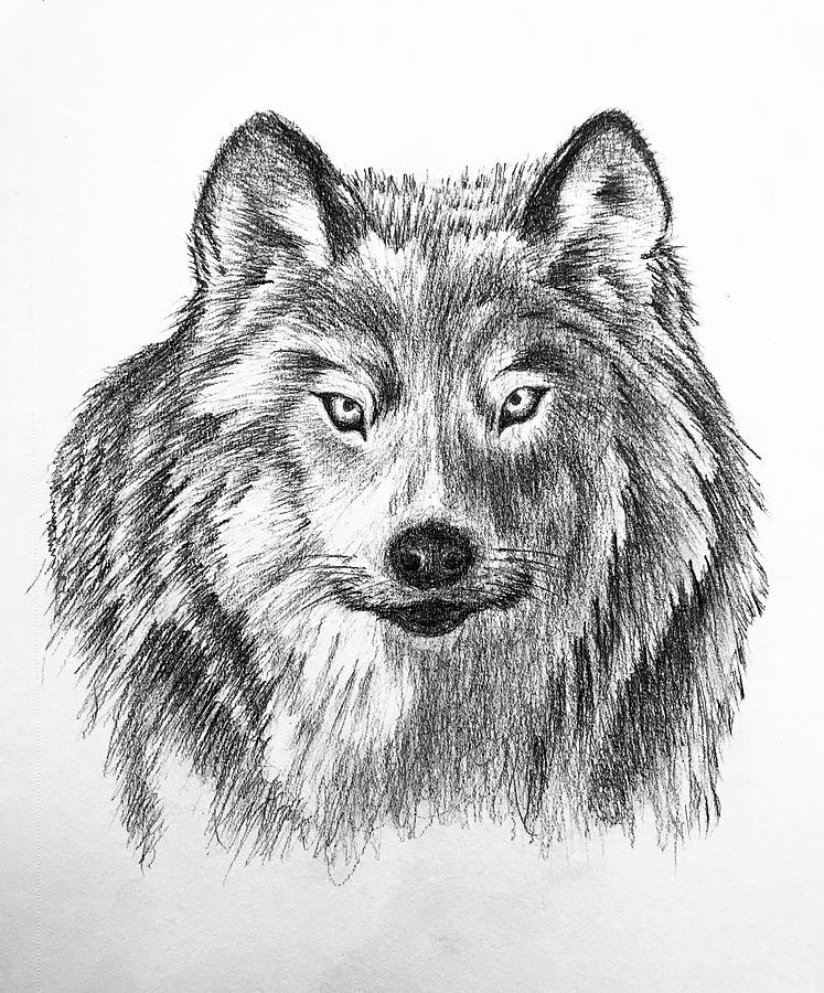 Wolf Drawing By Scott Farrar - Fine Art America