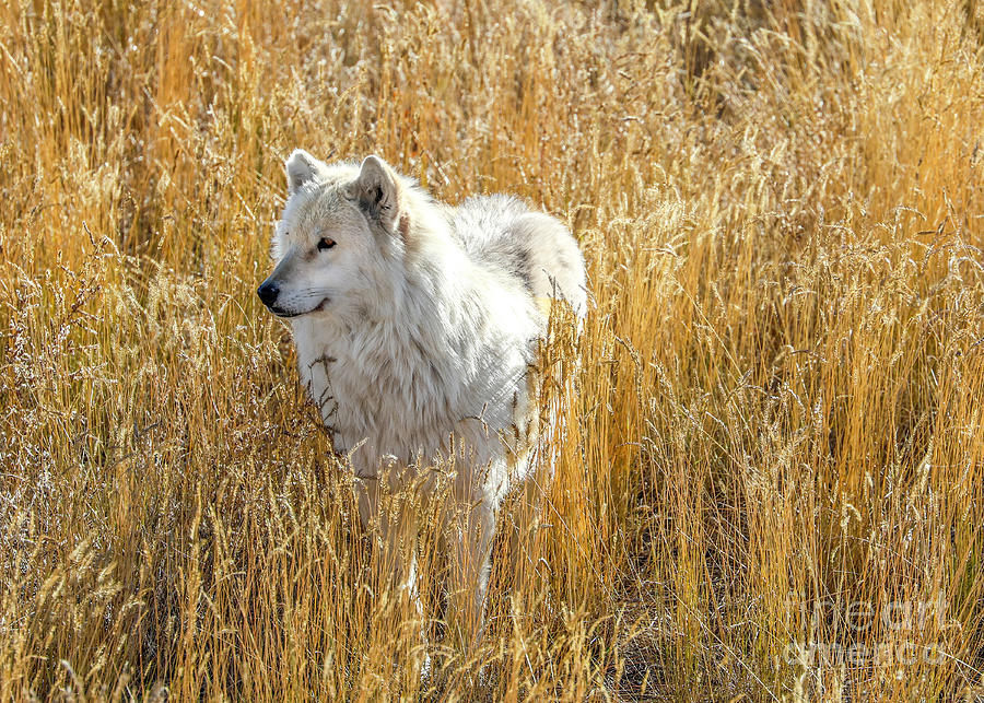 Wolf  Photograph by Shirley Dutchkowski