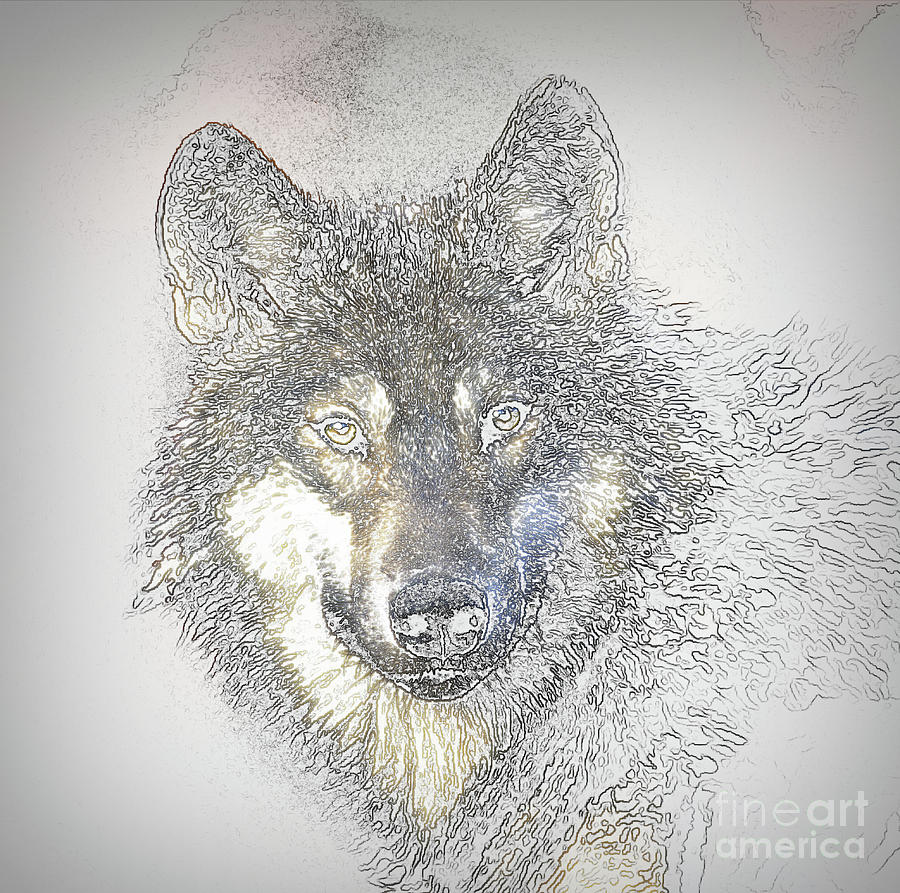 Wolf Sketch Drawing by Jim Hatch