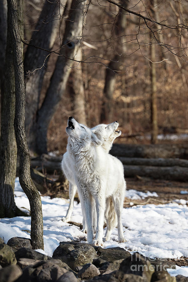 Wolf song Photograph by Rehna George