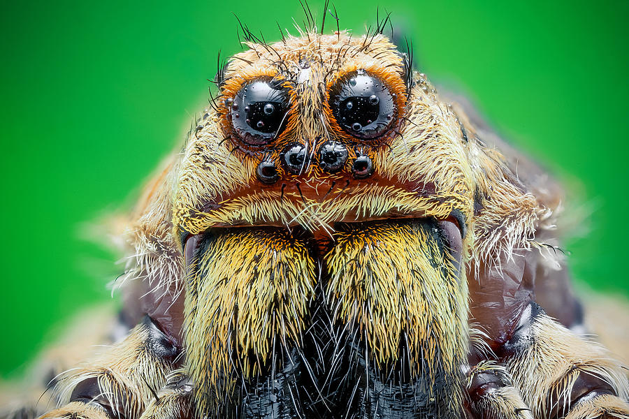 Wolf spider Photograph by David Chambon Photographie