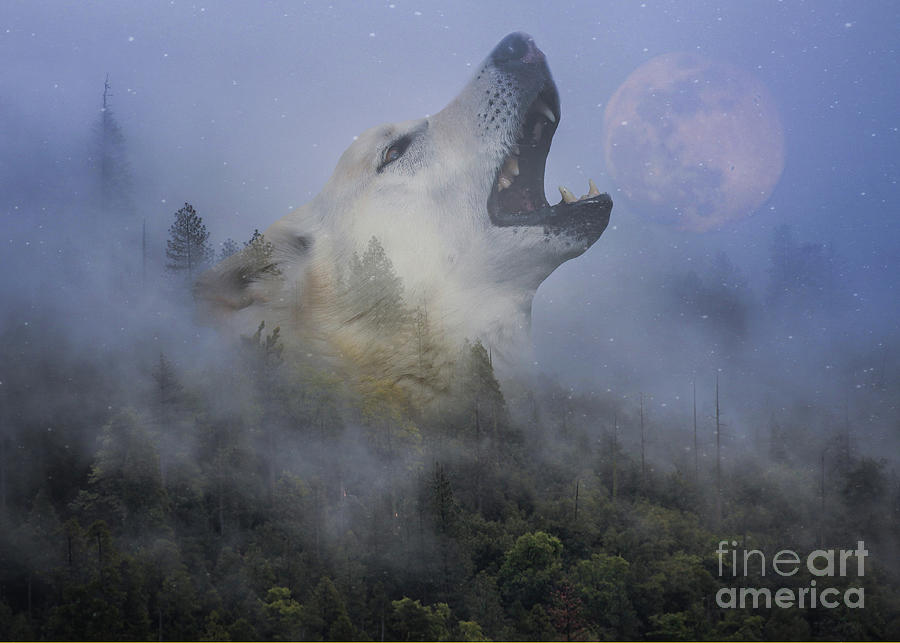 Wolf Spirit Photograph by Stephanie Laird