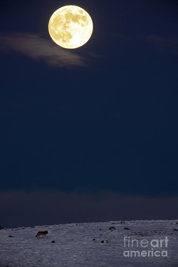 Wolf Strolls Beneath the Full Moon Photograph by Deby Dixon