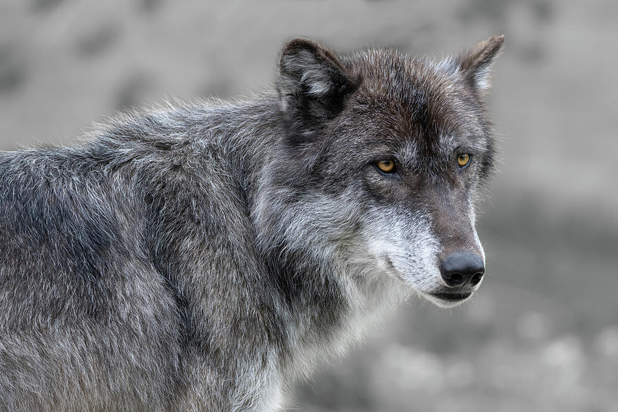Wolf Thinker Photograph by Mary Hone