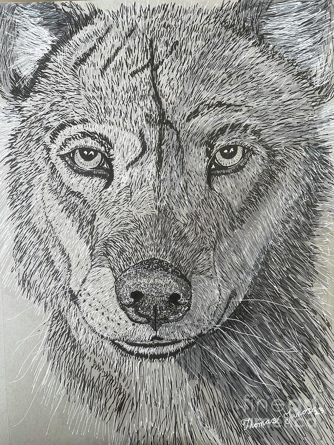 Wolf Drawing by Thomas Janos