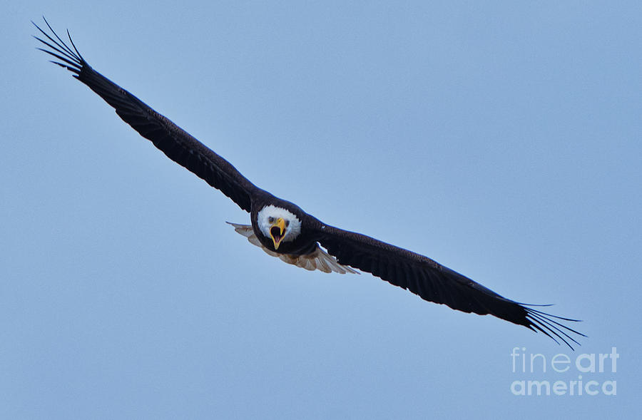 Wolf Township Eagle Photograph