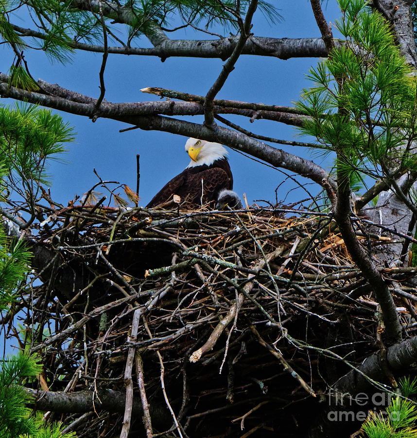 Wolf Township Eaglet Photograph