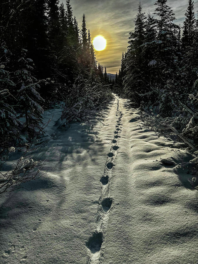 Wolf Tracks Photograph by Fred Denner
