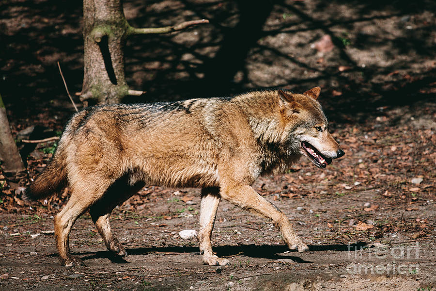 Wolf walking in the forest Photograph by Michal Bednarek - Fine Art America