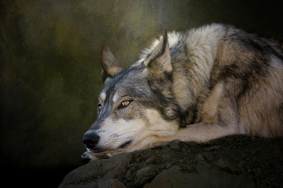 Wildlife Digital Art - Wolf Watch by Nicole Wilde