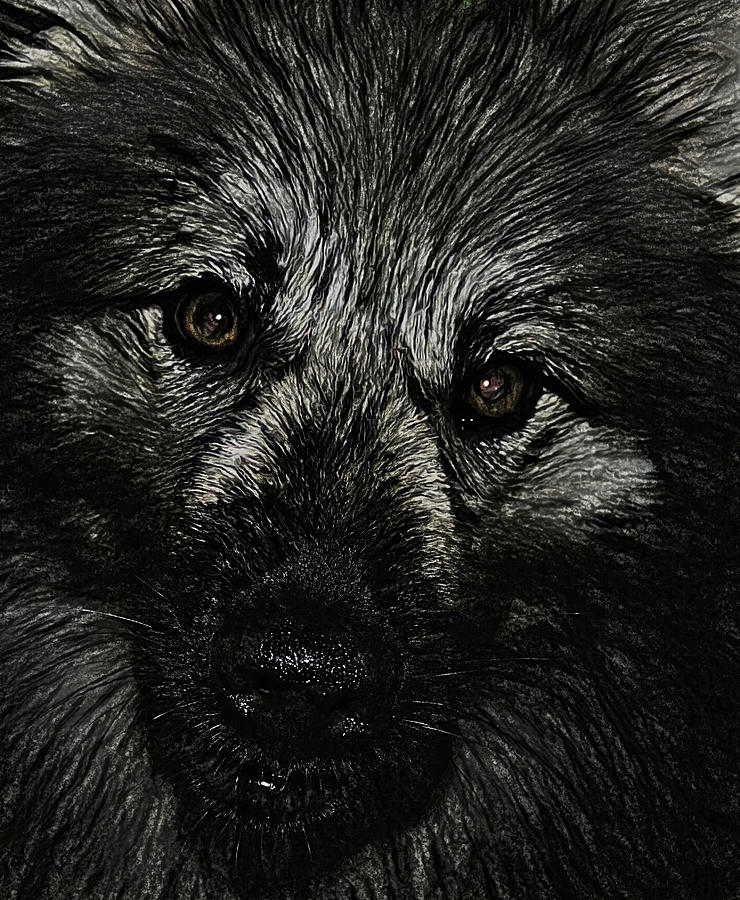 Wolfie  Photograph by Kristalin Davis