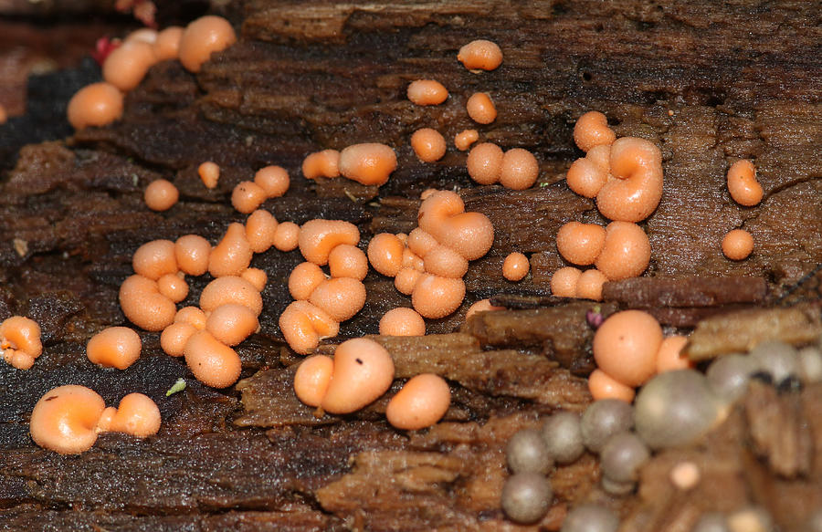 Wolfs MilkSlime Mould, Lycogala epidendrum, growing on a dead tree. Photograph by Sandra Standbridge Wolfs MilkSlime Mould, Lycogala epidendrum, growing on a dead tree. Photograph by Sandra Standbridge