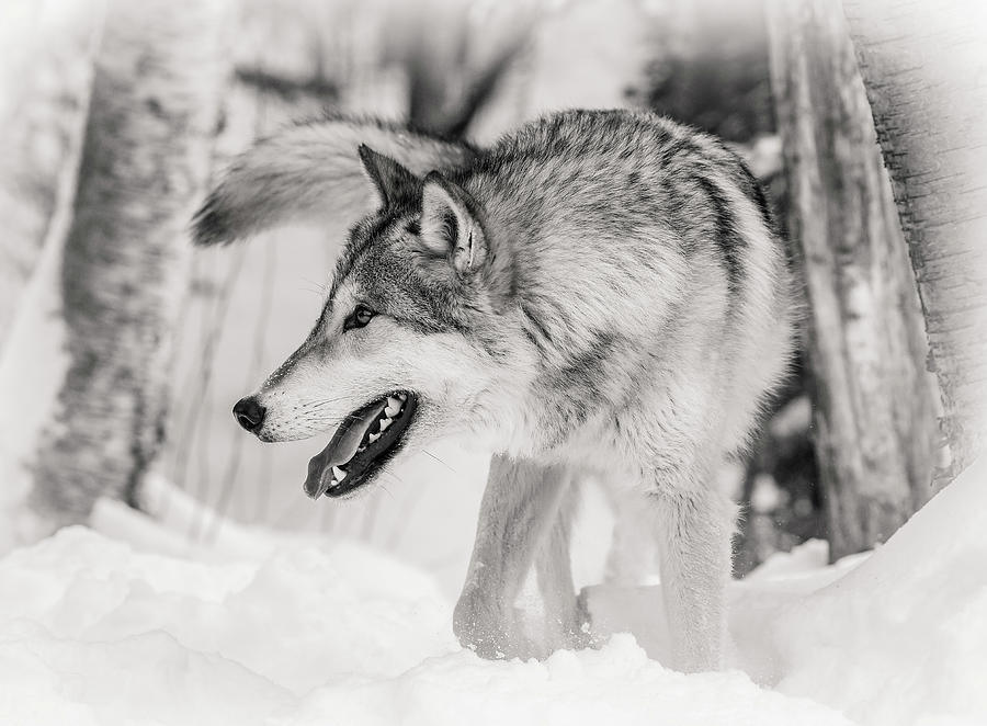 Wolf's Winter Wonderland BW Photograph by Athena Mckinzie | Fine Art ...