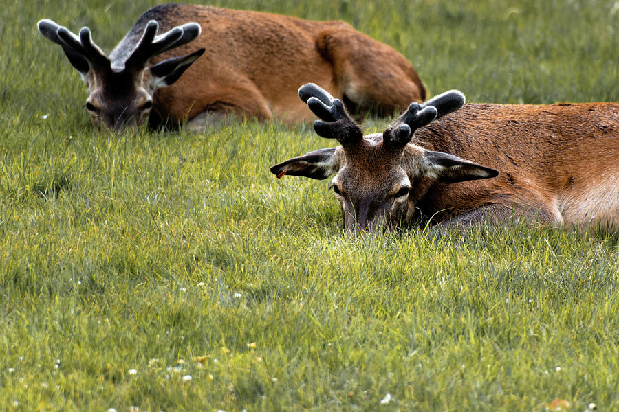 Wollaton hall deer heads in the grass Photograph by Scott Lyons