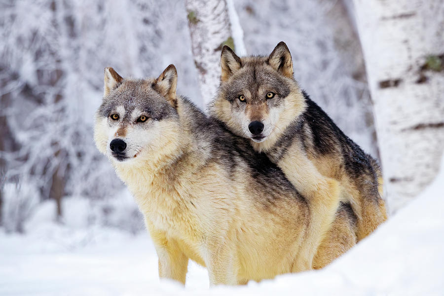 Wolves cuddling. Photograph by Lorraine Matti - Fine Art America