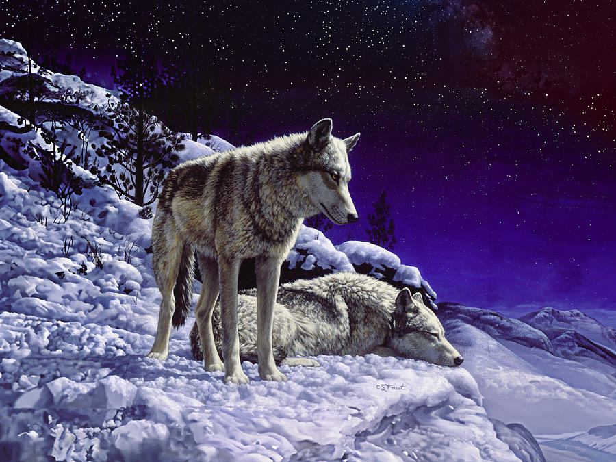 Wolves Painting - Wolves in Snow at Night by Crista Forest