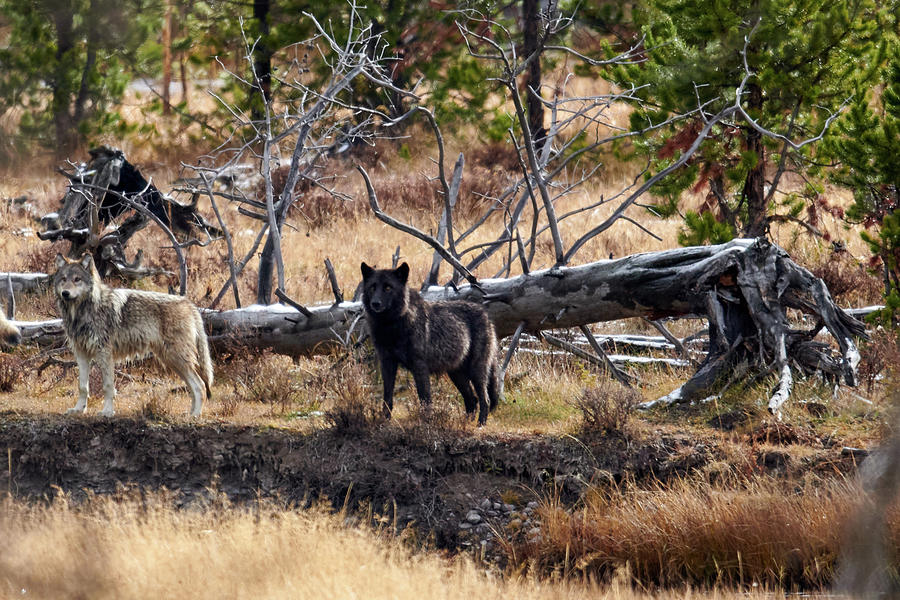 Wolves in Yellowstone Photograph by Paul Freidlund